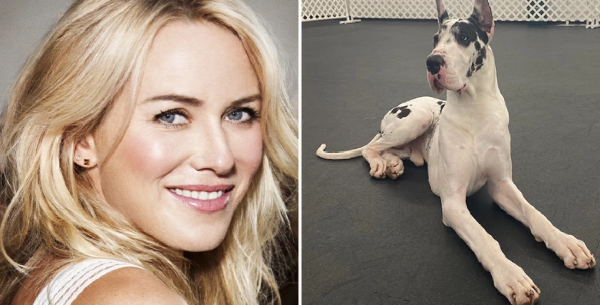 Naomi Watts életét fel fogja forgatni egy hatalmas dán dog