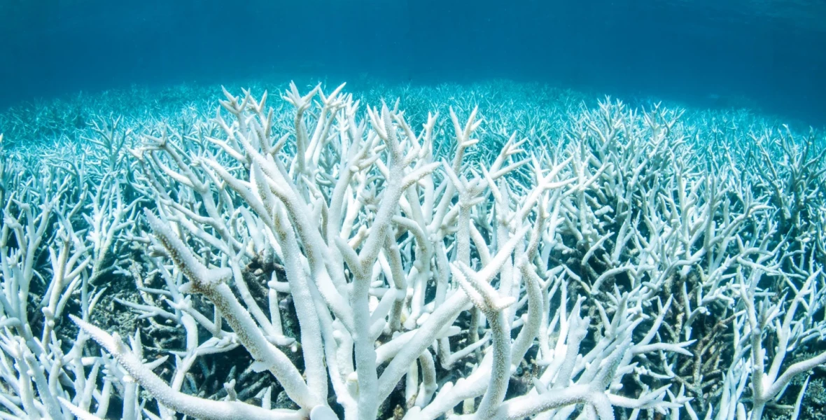 Gyakoribb és erősebb hőhullámok fenyegetik a Nagy-korallzátonyt