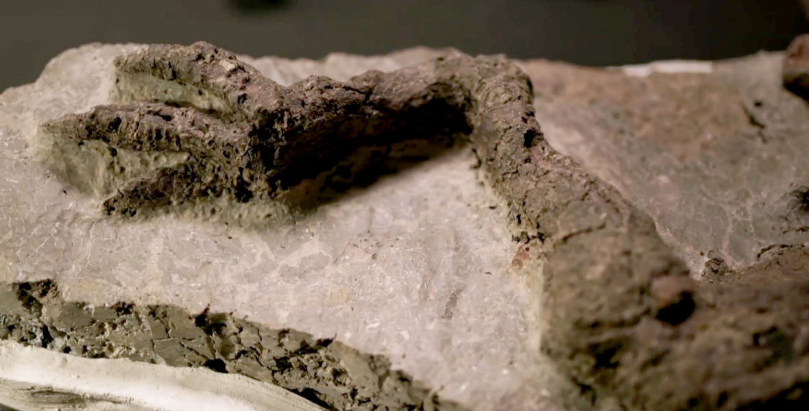 Megtalálták az első dinoszauruszokat, amiket közvetlenül az aszteroida ölt meg