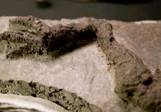Megtalálták az első dinoszauruszokat, amiket közvetlenül az aszteroida ölt meg