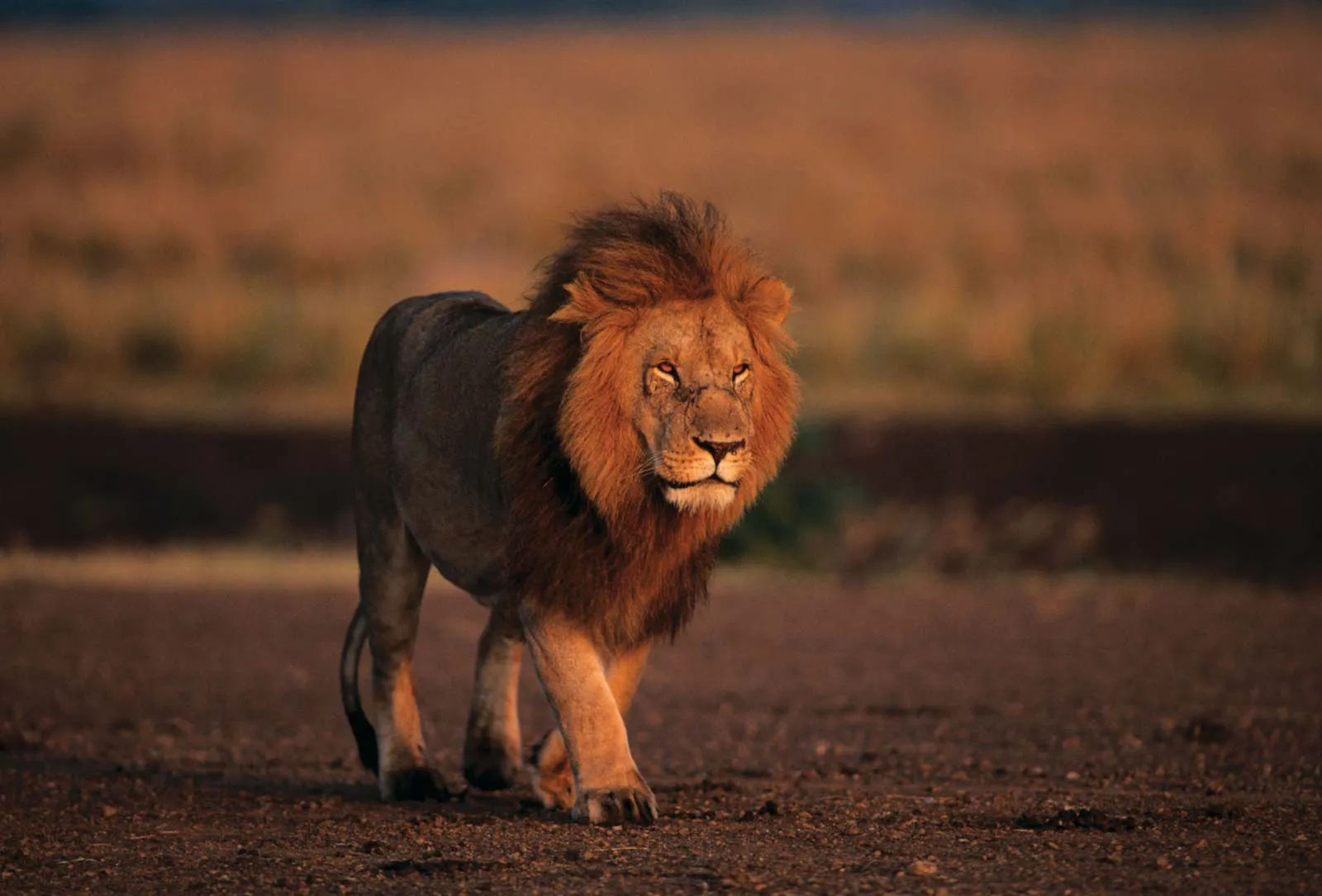 Ezt az 5 könyvet ajánljuk az oroszlánok világnapján