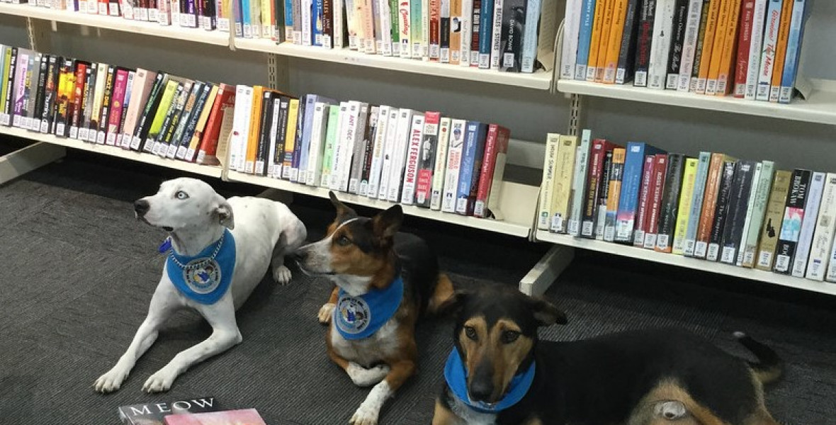 Már kutyával is látogatható néhány magyar könyvtár