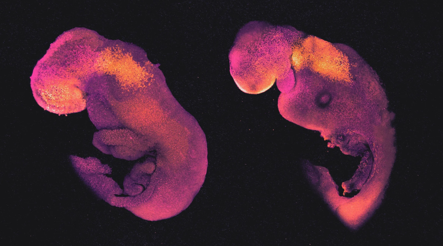 Őssejtekből hoztak létre szintetikus emberi embriókat