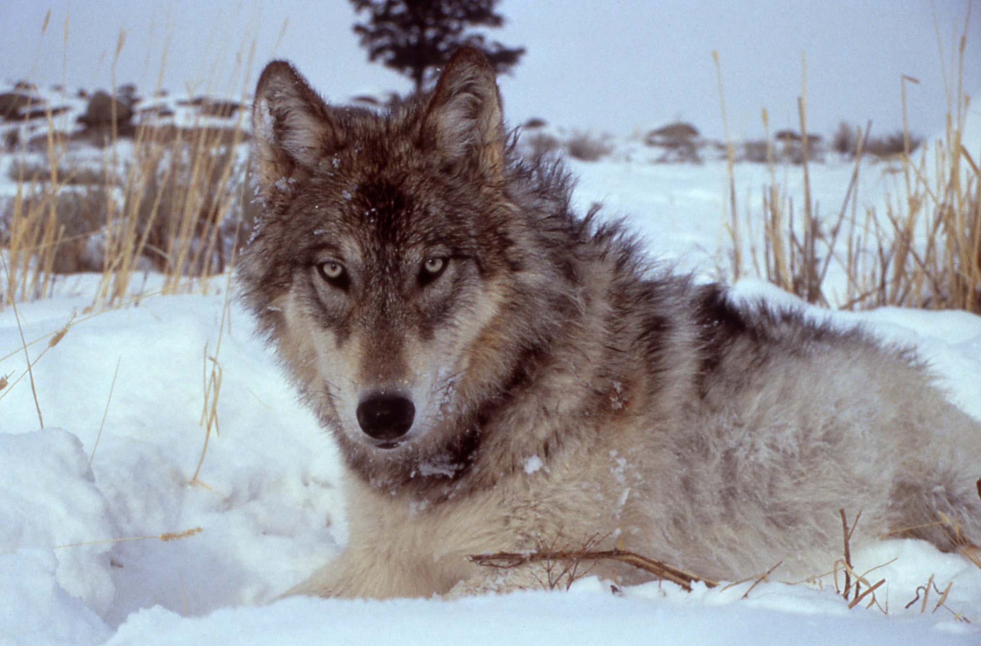 Született vesztesből falkavezér - a Yellowstone Park farkasainak sikertörténete