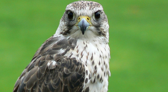 Könyv jelent meg a Magyar Madártani és Természetvédelmi Egyesület első 50 évéről