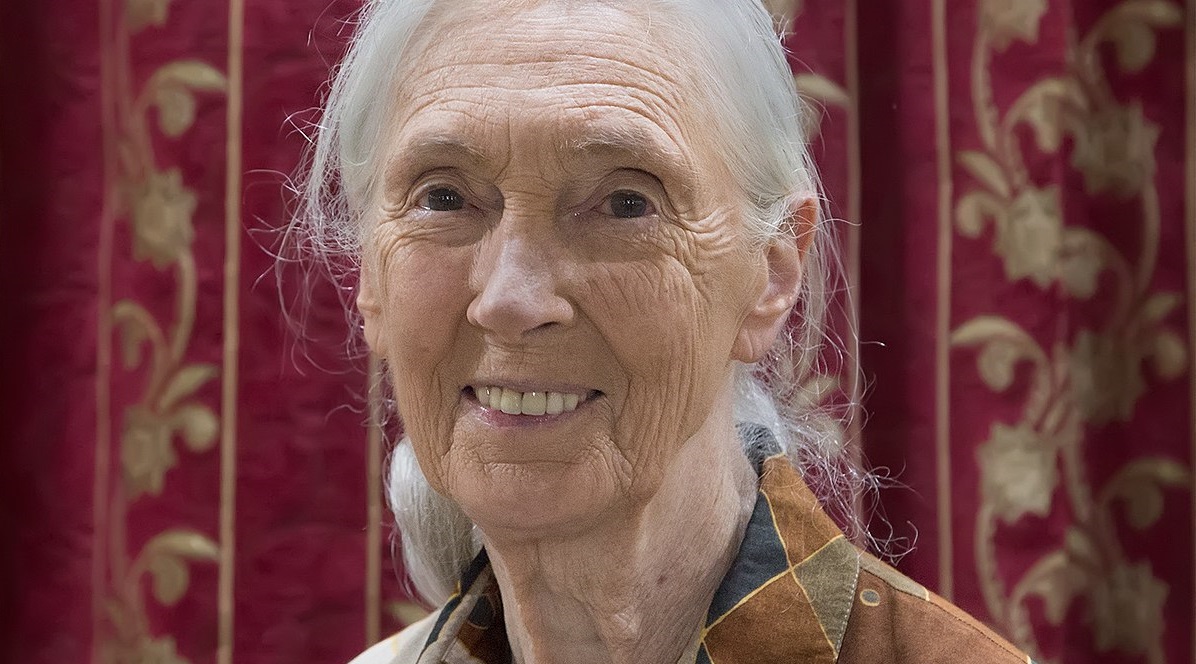 Mit kíván Jane Goodall a 90. születésnapjára?
