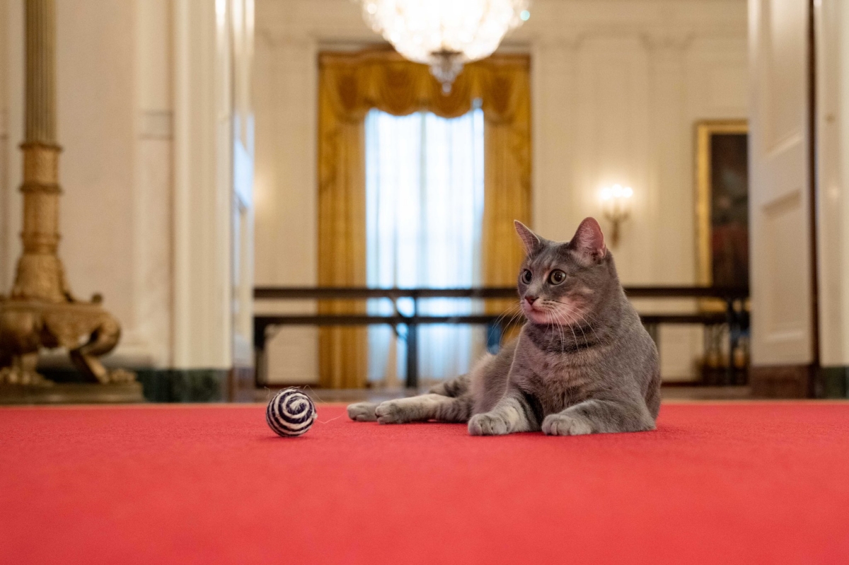 A First Lady a Fehér Ház macskájáról ír gyerekkönyvet