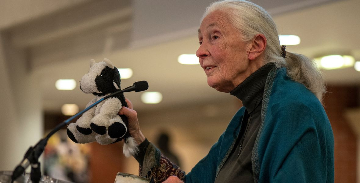 Meghalt Jane Goodall világhírű etológus