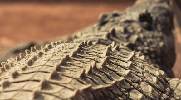 Ismeretlen tengeri krokodilfajt találtak Egyiptomban