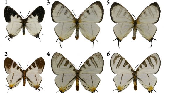 Krasznahorkairól neveztek el egy új lepkefajt