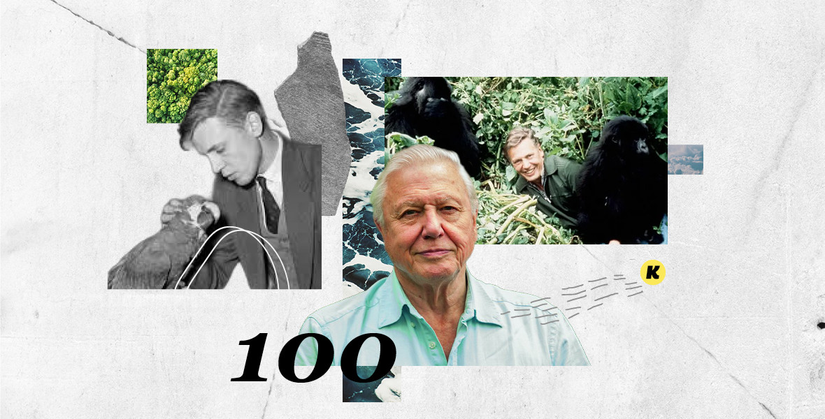 100 éves David Attenborough, aki a természetnek adta a főszerepet
