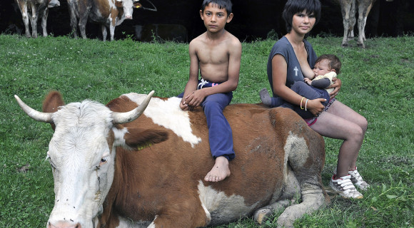 Tóth Krisztina: Borjú [Képalá]