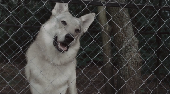 Fehér farkas és más történetek - Tóth Krisztina írásai filmeken